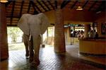 mfuwe elephant